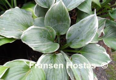 Hosta Fragrant Blue Ribbons