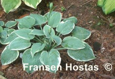 Hosta Fragrant Blue Ribbons