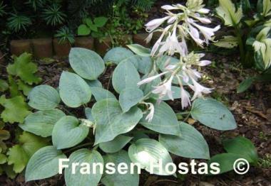 Hosta Fragrant Blue