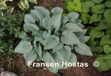 Hosta Fragrant Blue