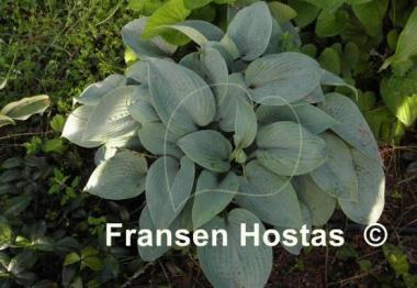 Hosta Fragrant Blue