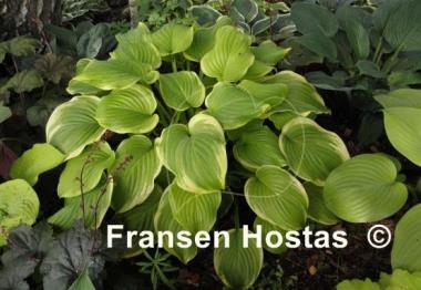 Hosta Fragrant Bouquet