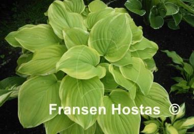 Hosta Fragrant Bouquet