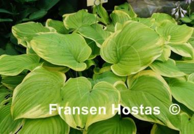Hosta Fragrant Bouquet