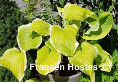 Hosta Fragrant Bouquet