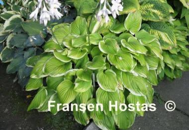 Hosta Fragrant Bouquet