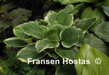 Hosta Fragrant Dream