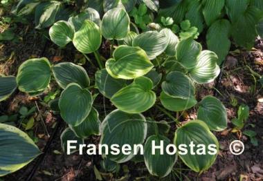 Hosta Fragrant Dream