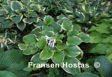 Hosta Fragrant Dream