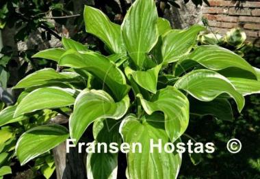 Hosta Fragrant Fire