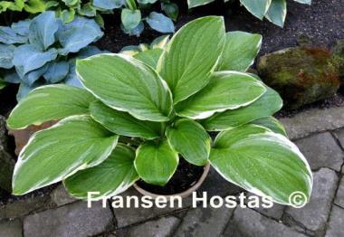 Hosta Fragrant Fire