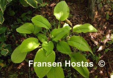 Hosta Fragrant Gold