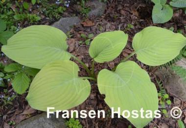 Hosta Fragrant Gold