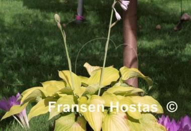 Hosta Fragrant Gold