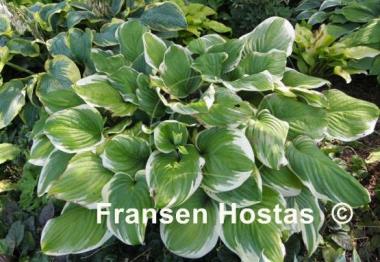 Hosta Fragrant King