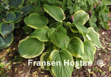 Hosta Fragrant King