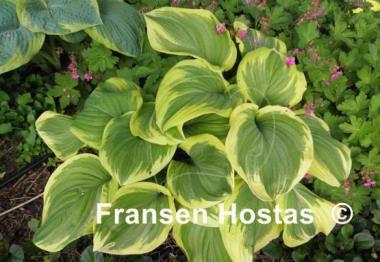 Hosta Fragrant King