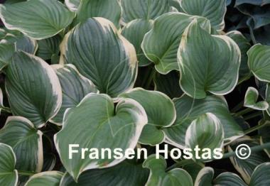 Hosta Fragrant King