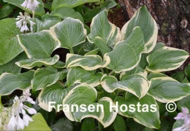 Hosta Fragrant King