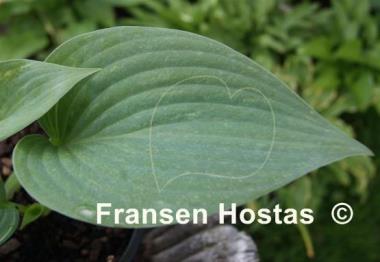 Hosta Fragrant Mist