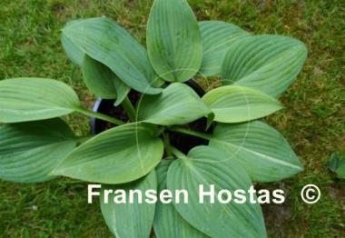 Hosta Fragrant Mist