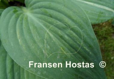 Hosta Fragrant Mist