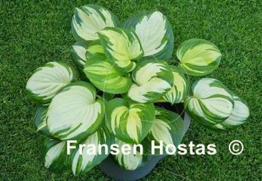 Hosta Fragrant Princess
