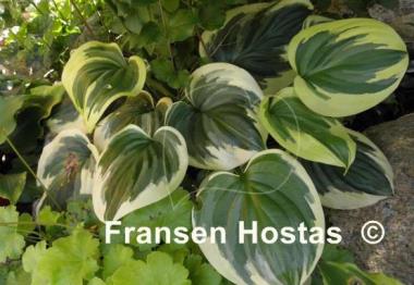 Hosta Fragrant Queen