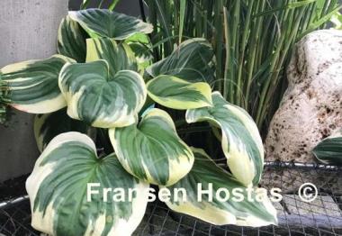 Hosta Fragrant Queen
