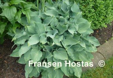 Hosta Fragrant Star