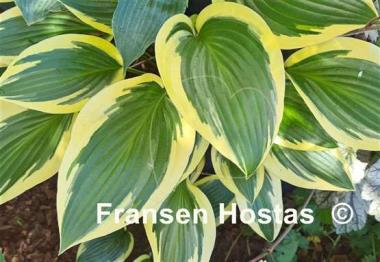 Hosta Framed 
