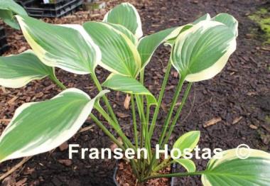 Hosta Framed