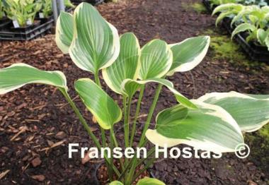 Hosta Framed