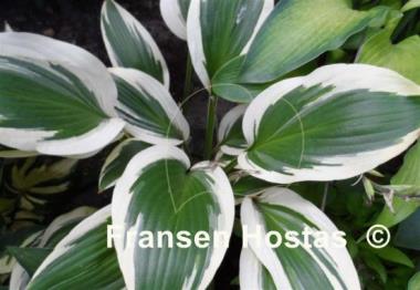 Hosta Framed