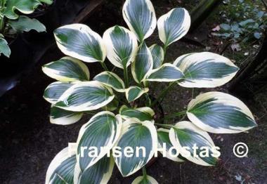 Hosta Framed