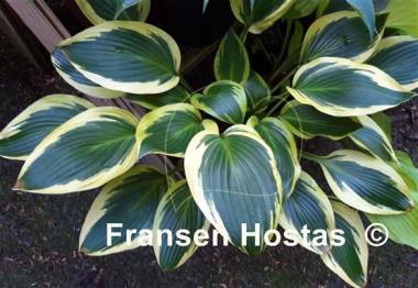 Hosta Framed