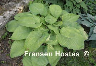 Hosta Fran Godfrey