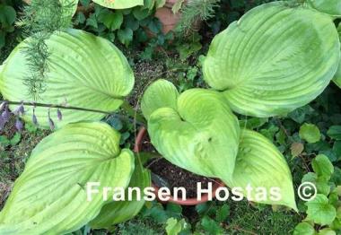 Hosta Fran Godfrey