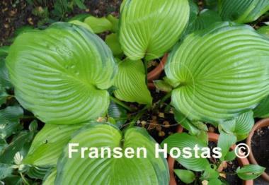 Hosta Fran Godfrey