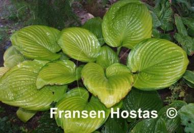 Hosta Fran Godfrey