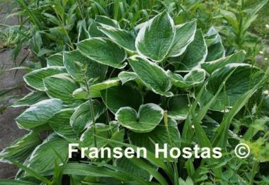 Hosta Francee