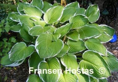 Hosta Francee