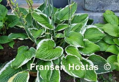 Hosta Francee