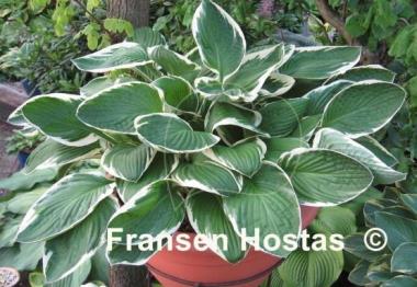 Hosta Francee