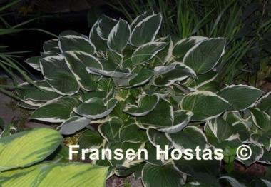 Hosta Francee