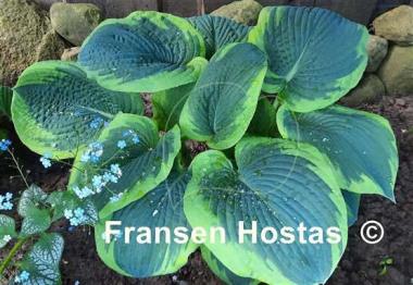 Hosta Frances Williams