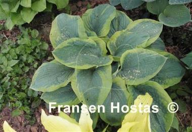 Hosta Frances Williams