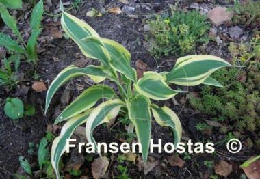 Hosta Francheska