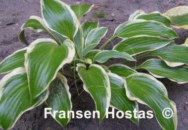 Hosta Francheska