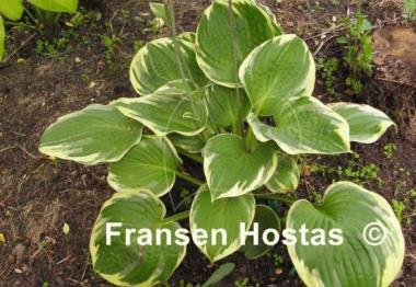 Hosta Frank Fetch